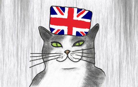 gato-1